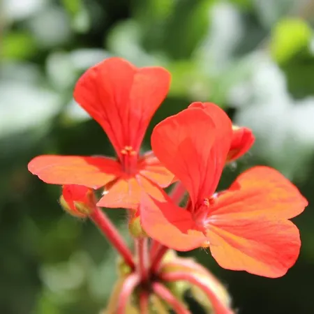 Отель Harmony Сиде