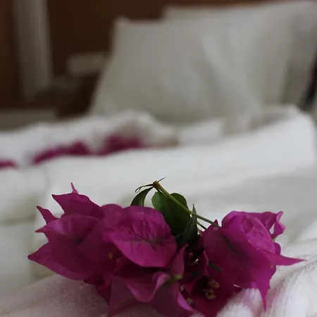 Harmony 3*