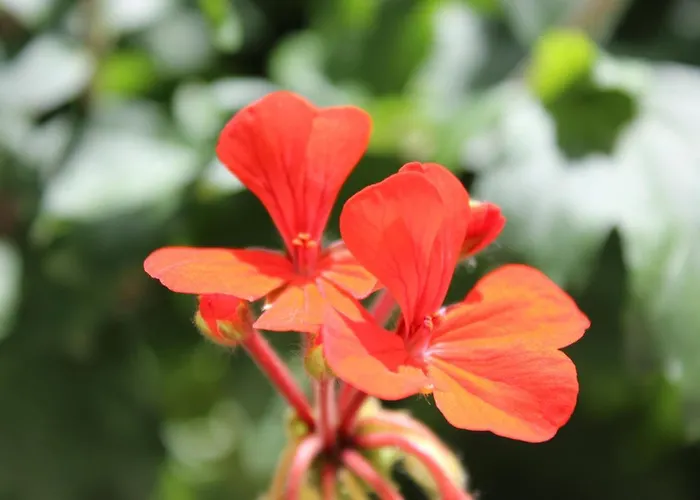 호텔 Harmony 시데